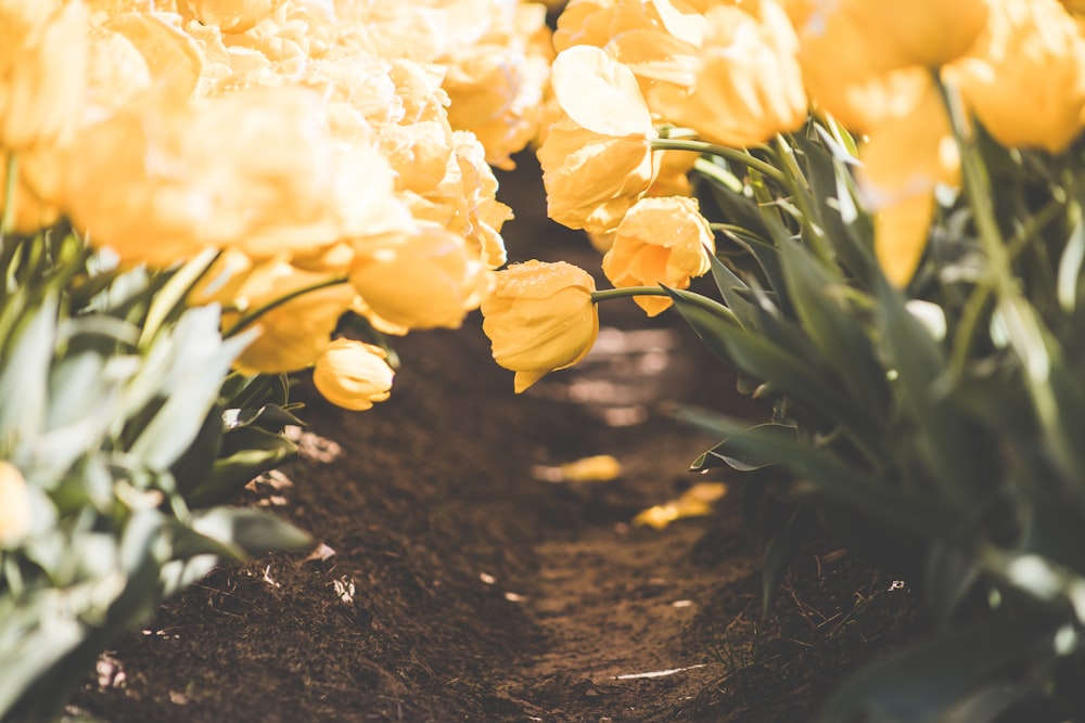 un groupe de fleurs jaunes