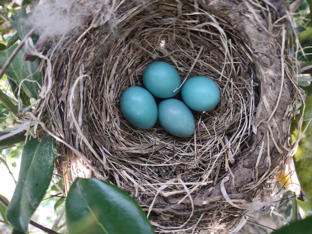 a bird's nest with blue eggs