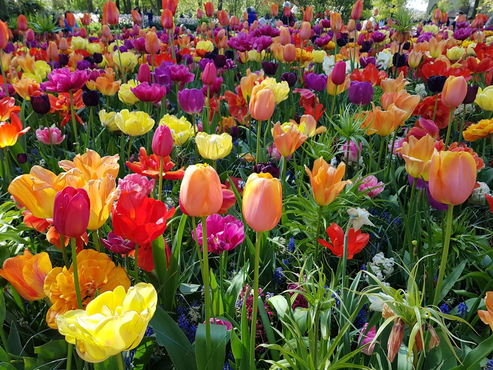 a field of colorful flowers