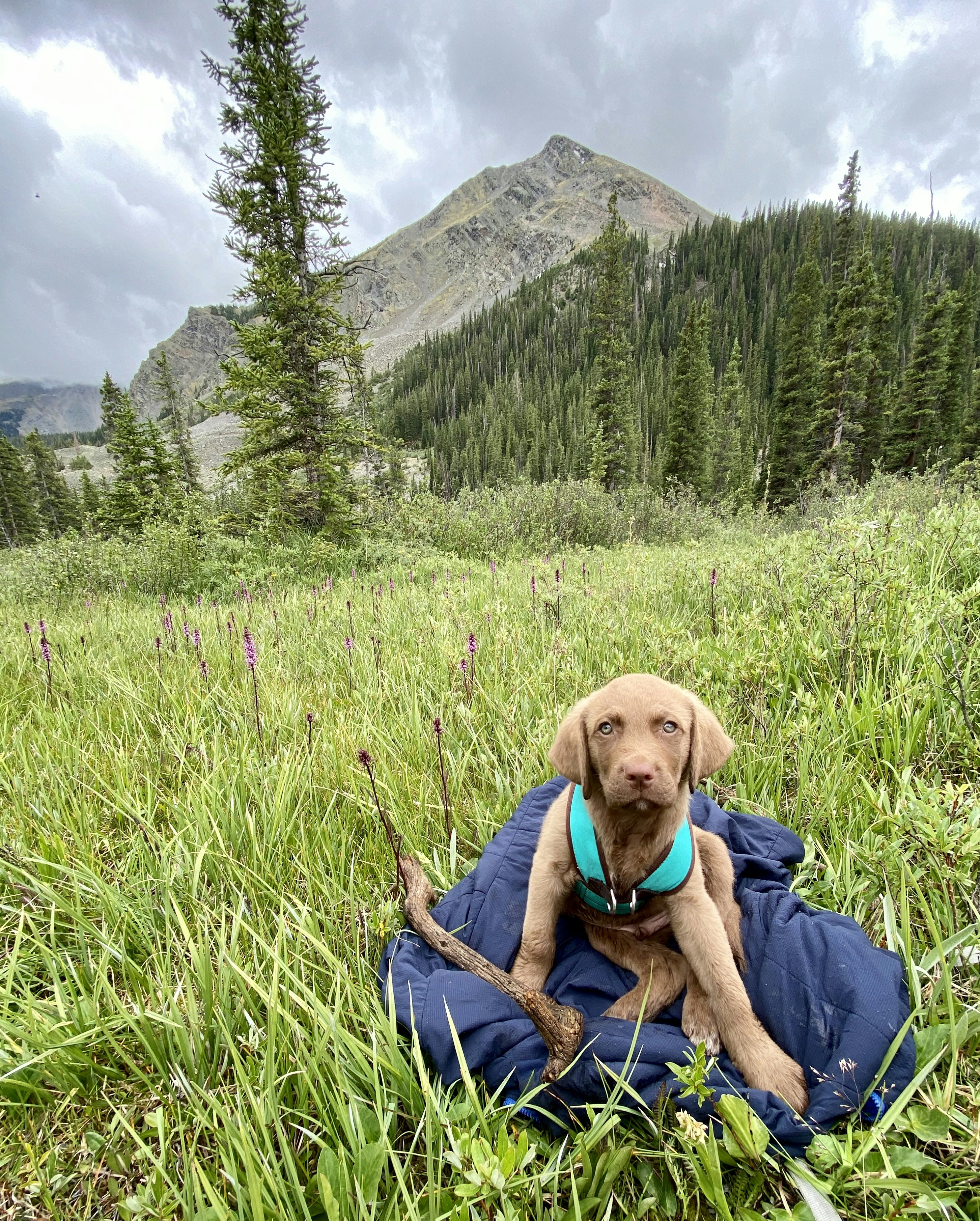 chesapeake bay retriever
