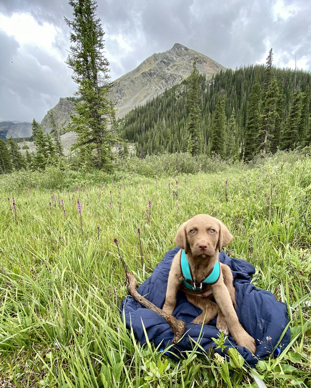 a dog sitting in a grassy field