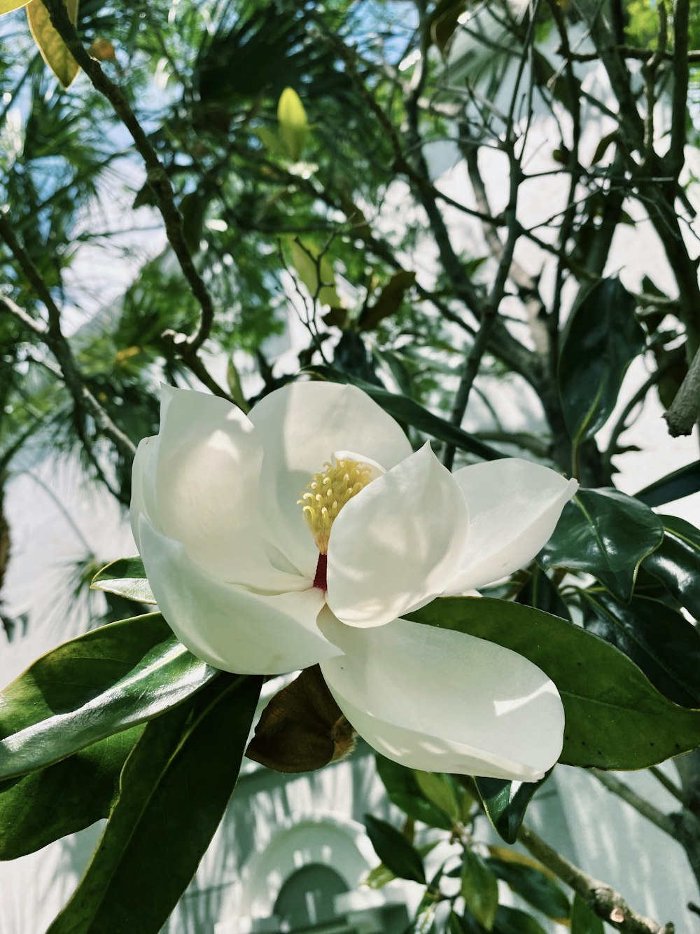 a white flower on a tree