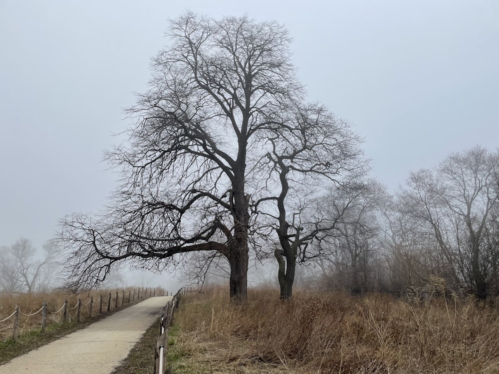 a dirt road with trees on either side of it