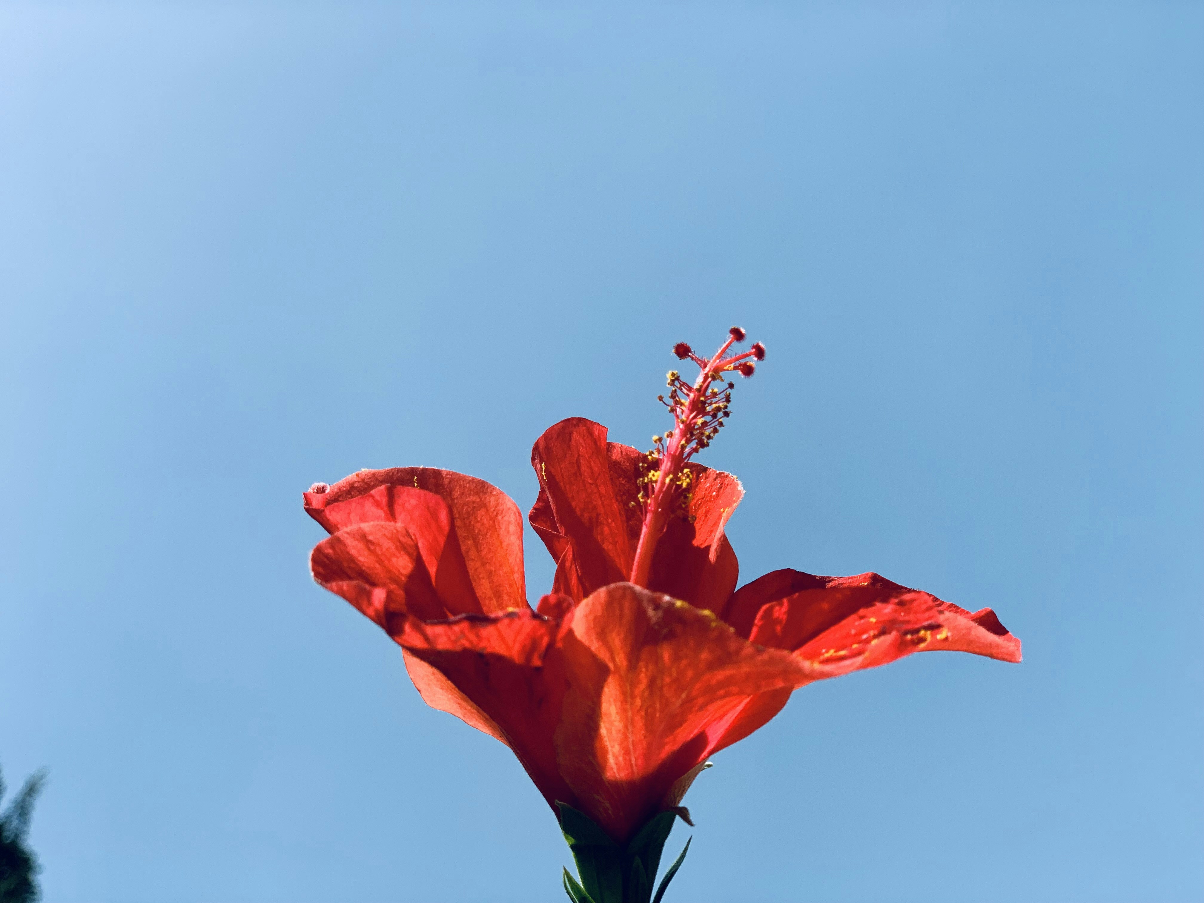 a red flower with a blue sky