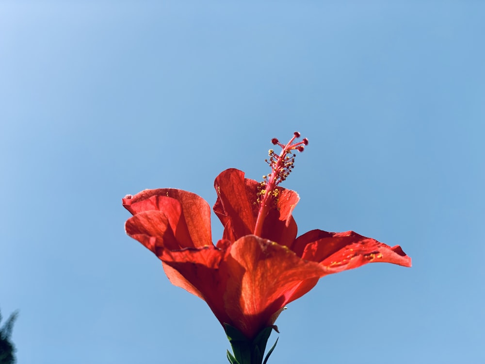 a red flower with a blue sky