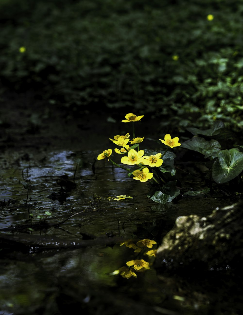yellow flowers in a stream
