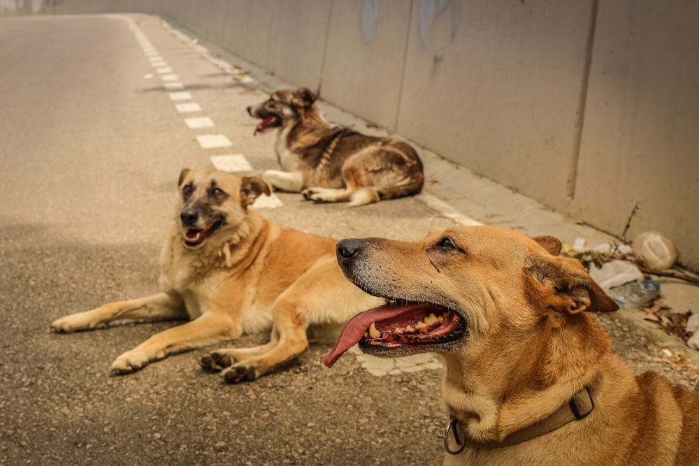 a group of dogs lying on the ground