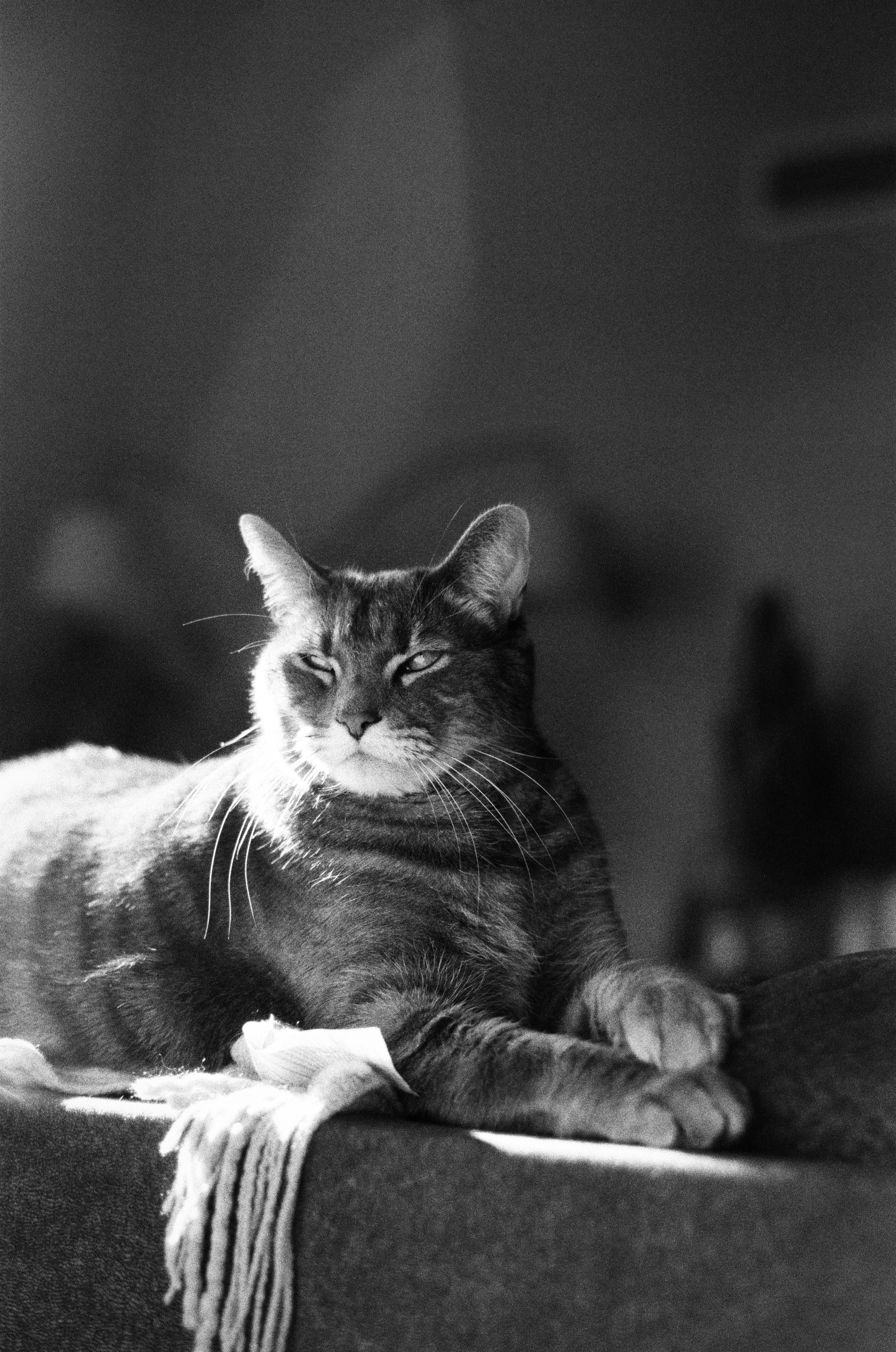 un chat allongé sur un canapé