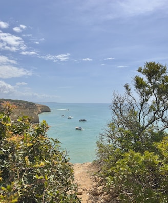 a body of water with boats in it and trees around it