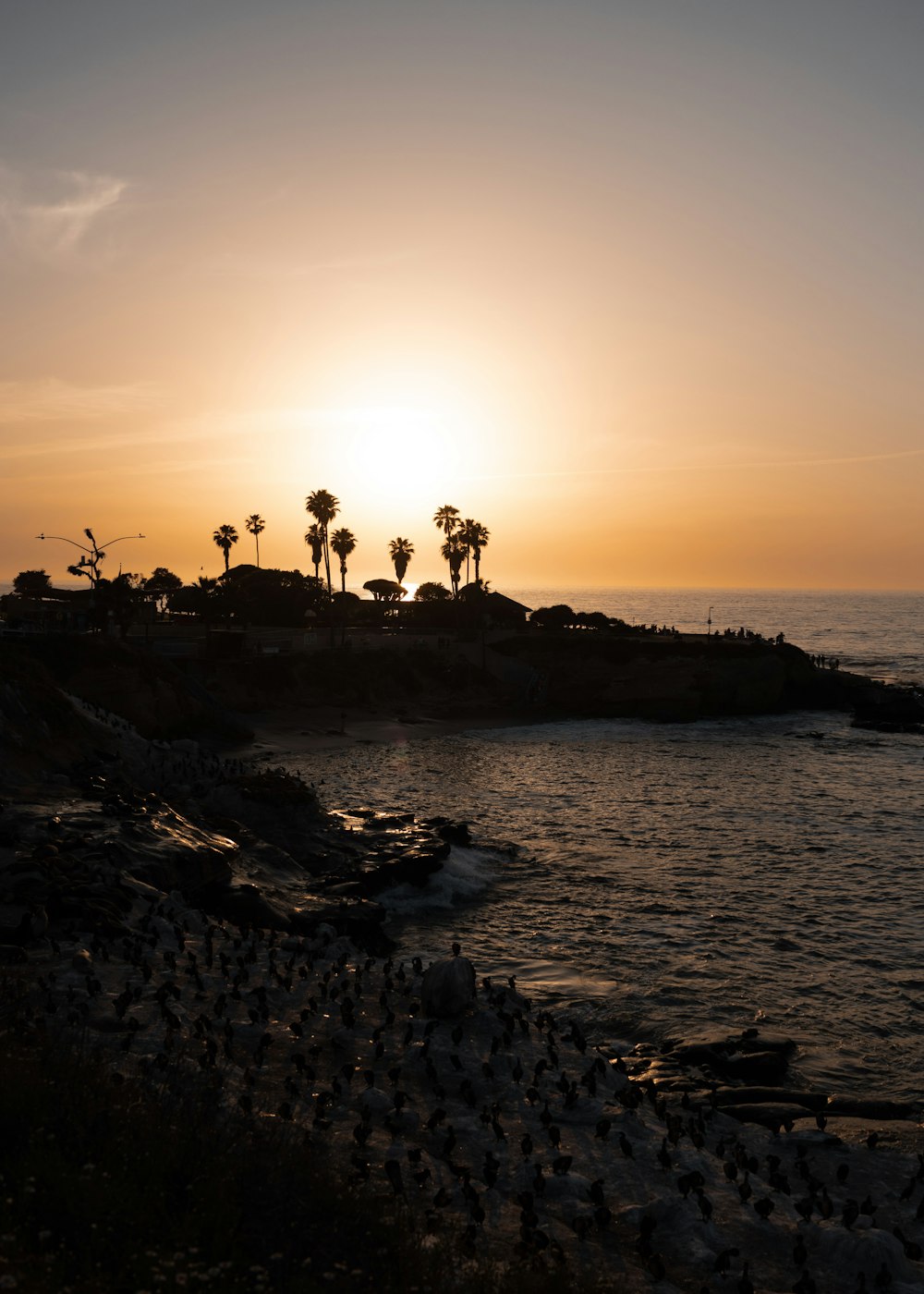 a beach with trees and the sun