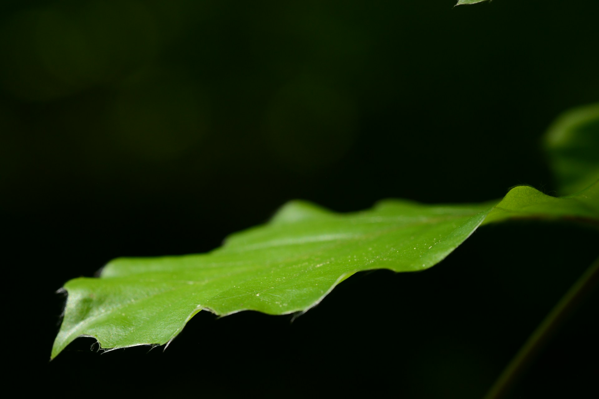 a close up of a leaf