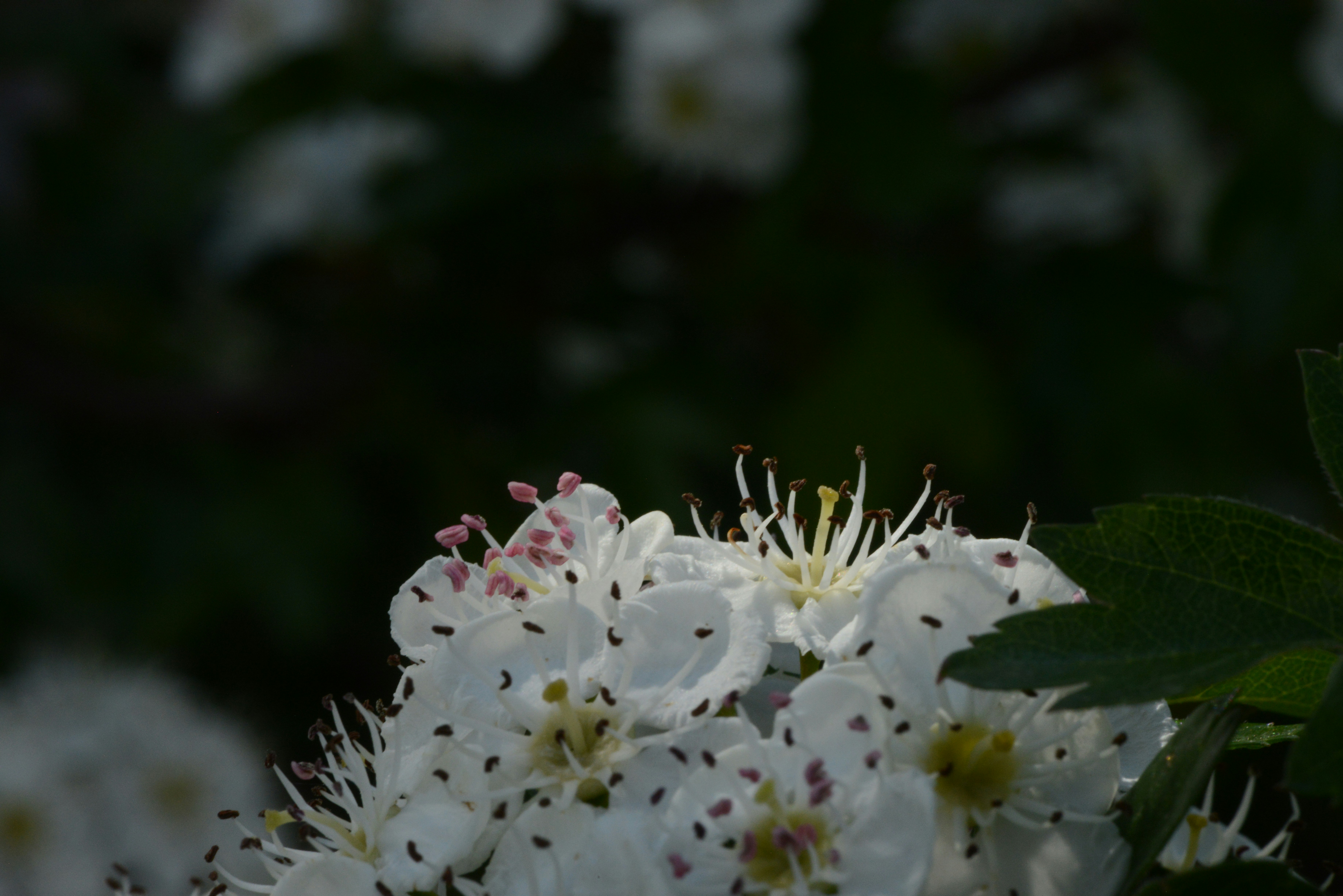 Photo by colfra