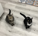 Two cats are sitting on a wooden floor, one is a tabby cat and the other is a black cat with a white chest. Both cats are looking up towards the camera, with curious expressions. A section of patterned tiles is visible in the top right corner of the image.