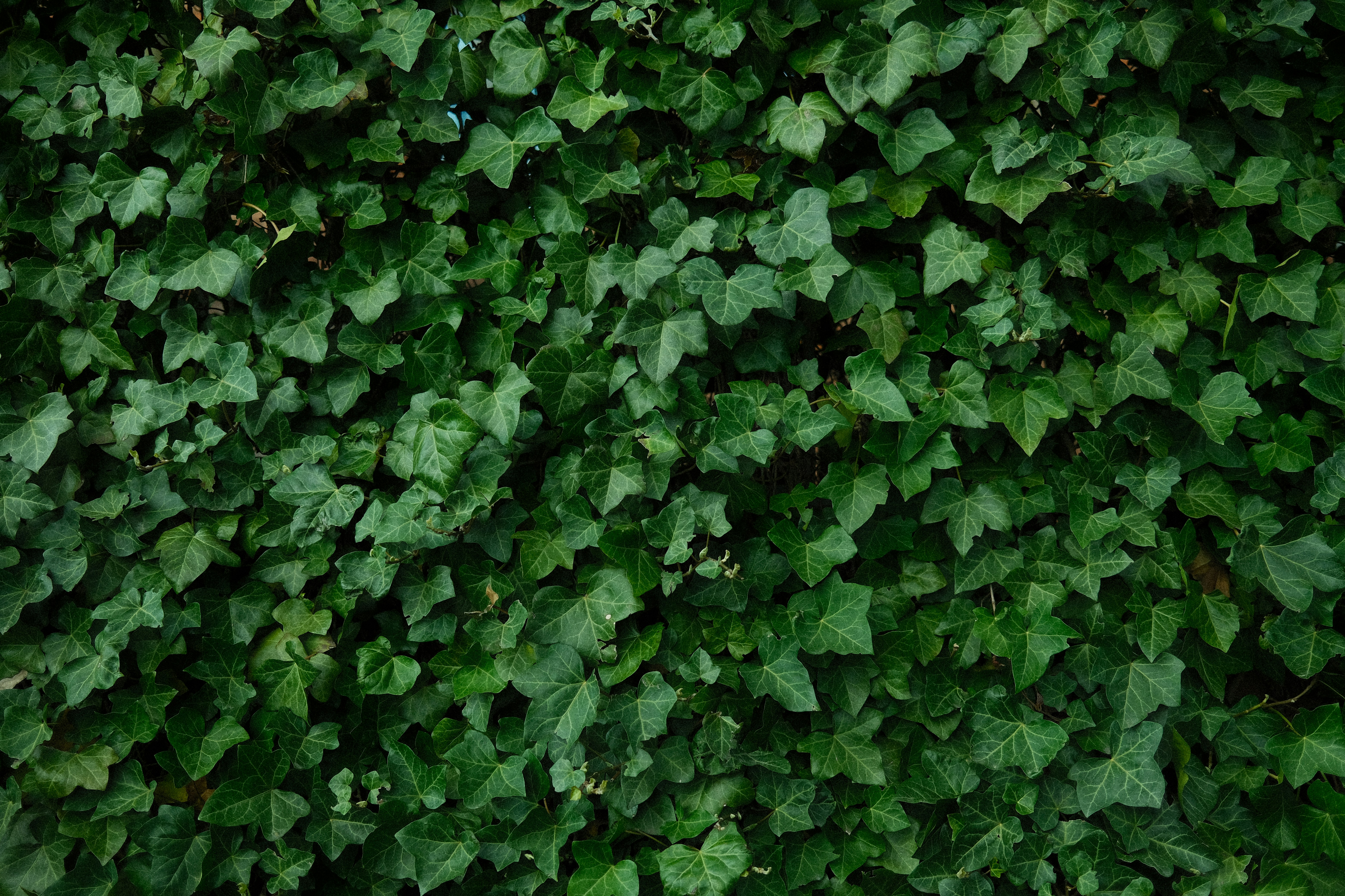 Photo by egorkomarov