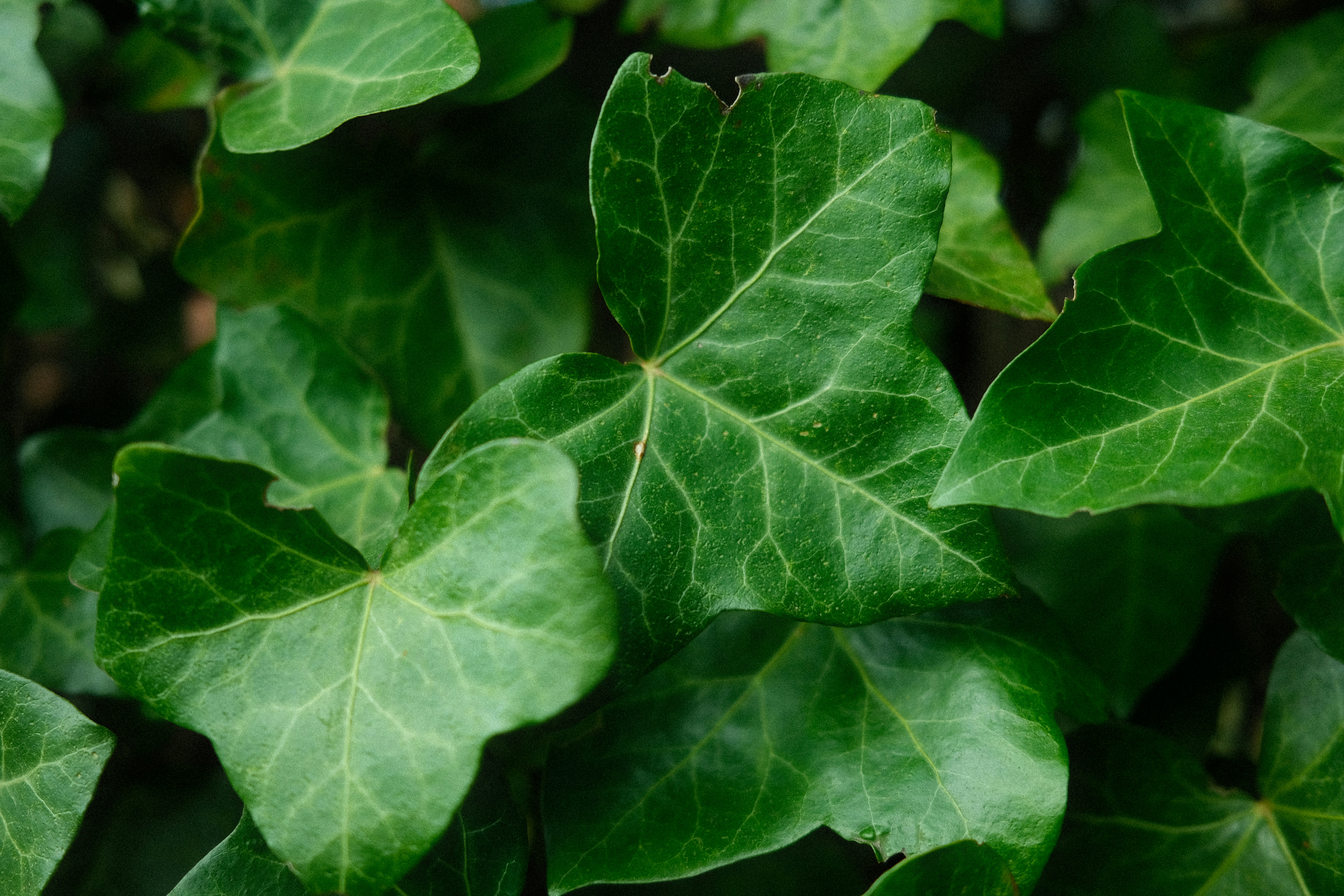 Photo by egorkomarov