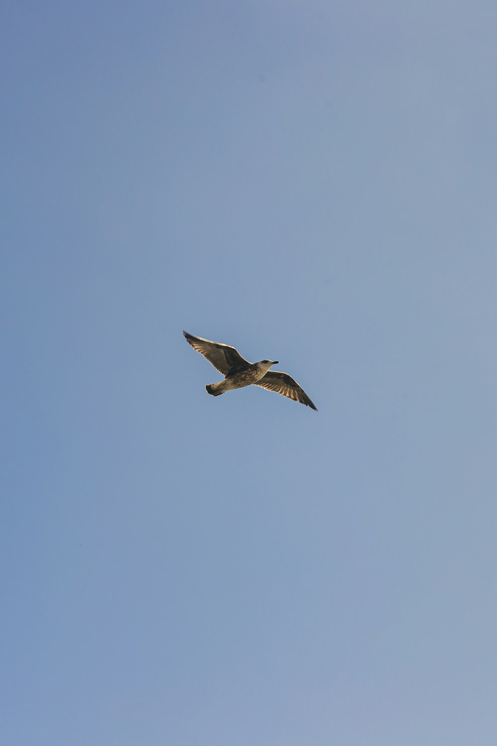 a bird flying in the sky