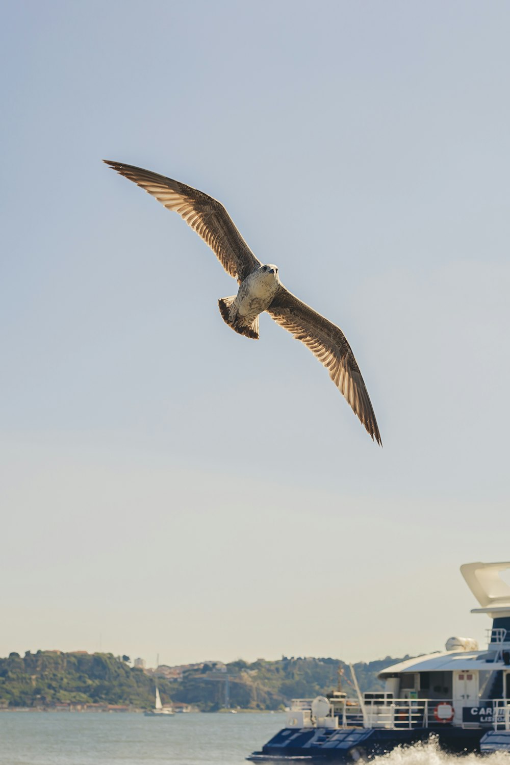 a bird flying over water