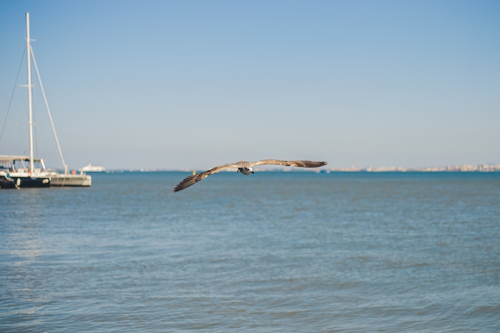 a bird flying over a body of water