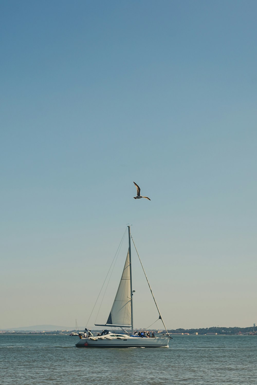 a bird flying over a boat