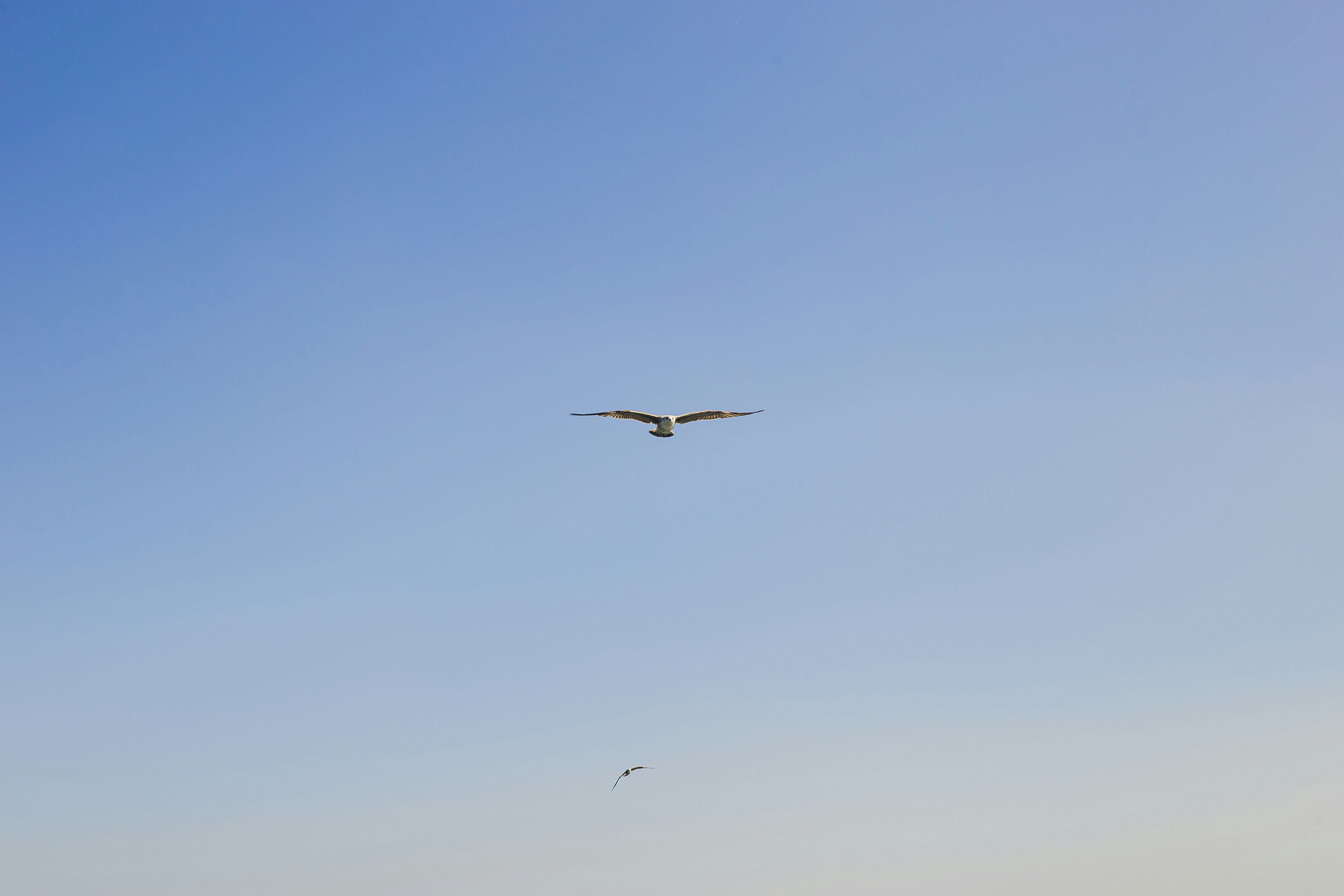 Photo by leticiafracalossi