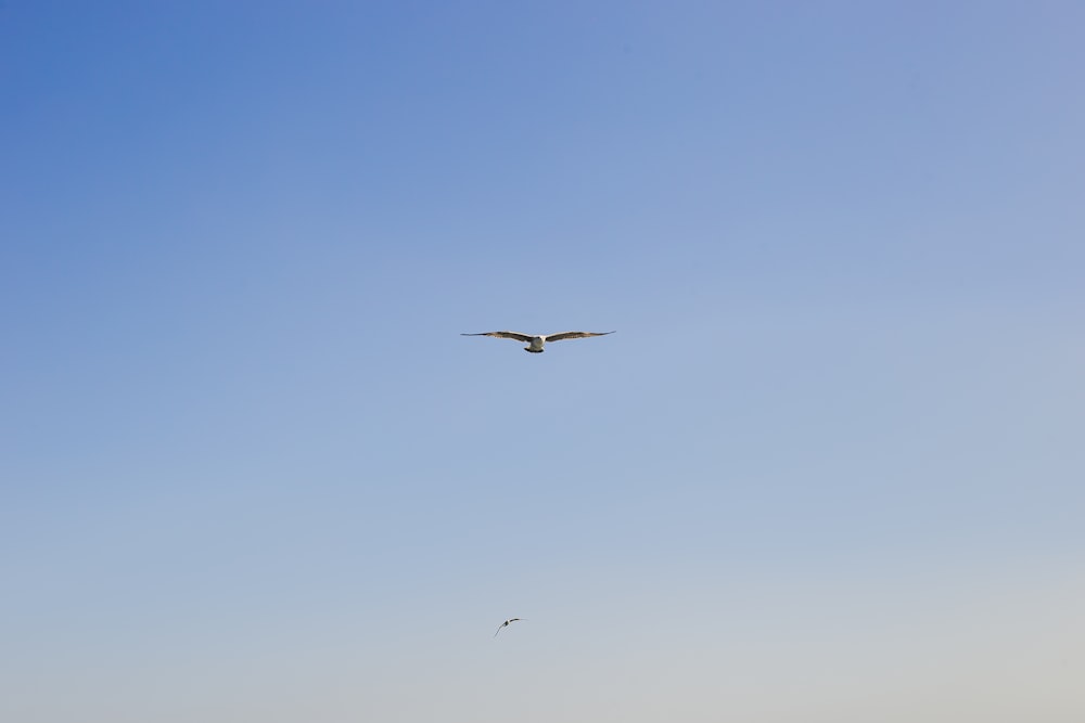 Un uccello che vola nel cielo
