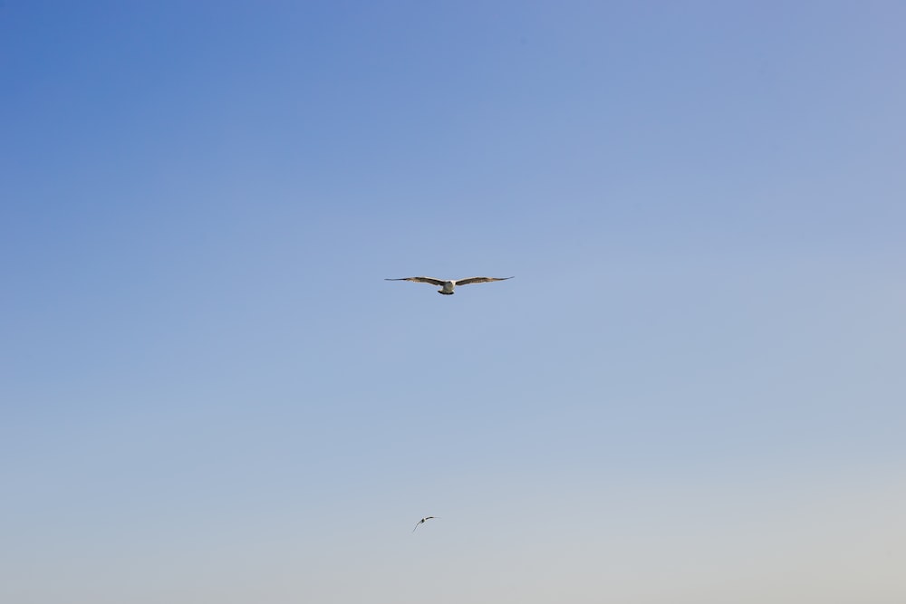 a bird flying in the sky