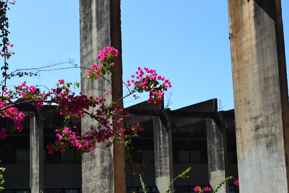 a tree with flowers