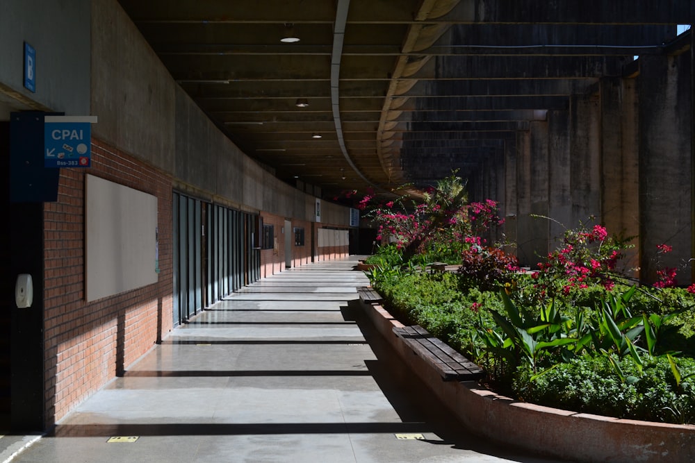 a walkway with plants and flowers