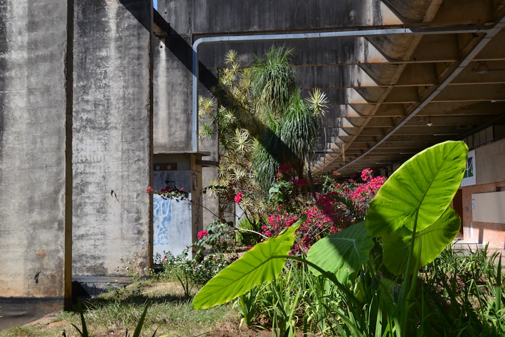 a garden with a building in the background