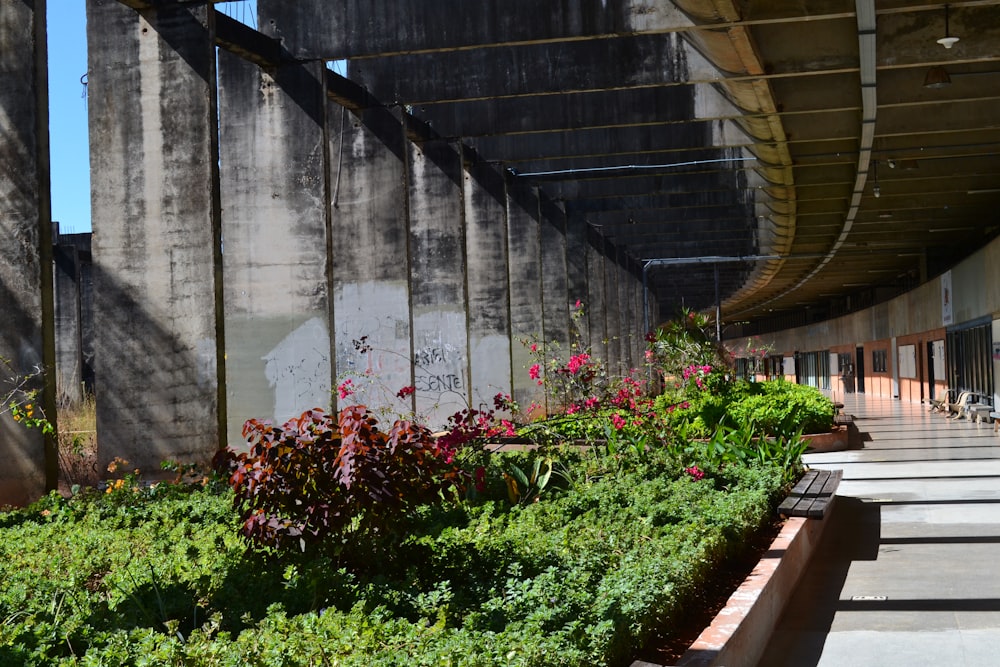 a garden under a bridge