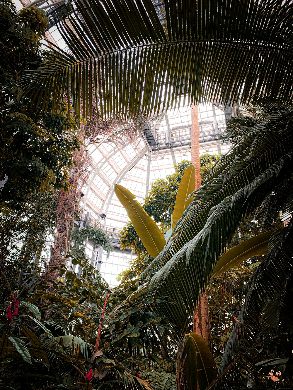 a tropical plant with a building in the background