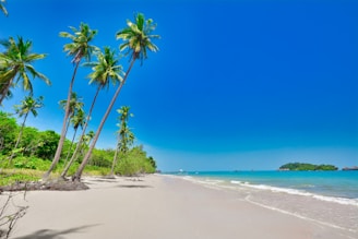a beach with palm trees and blue water