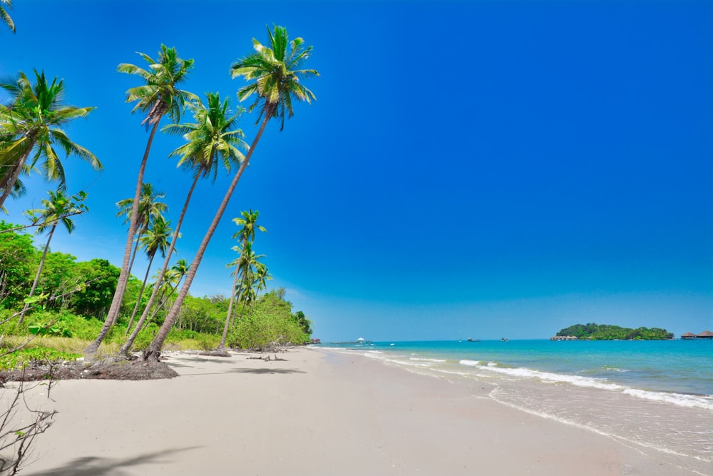 a beach with palm trees and blue water