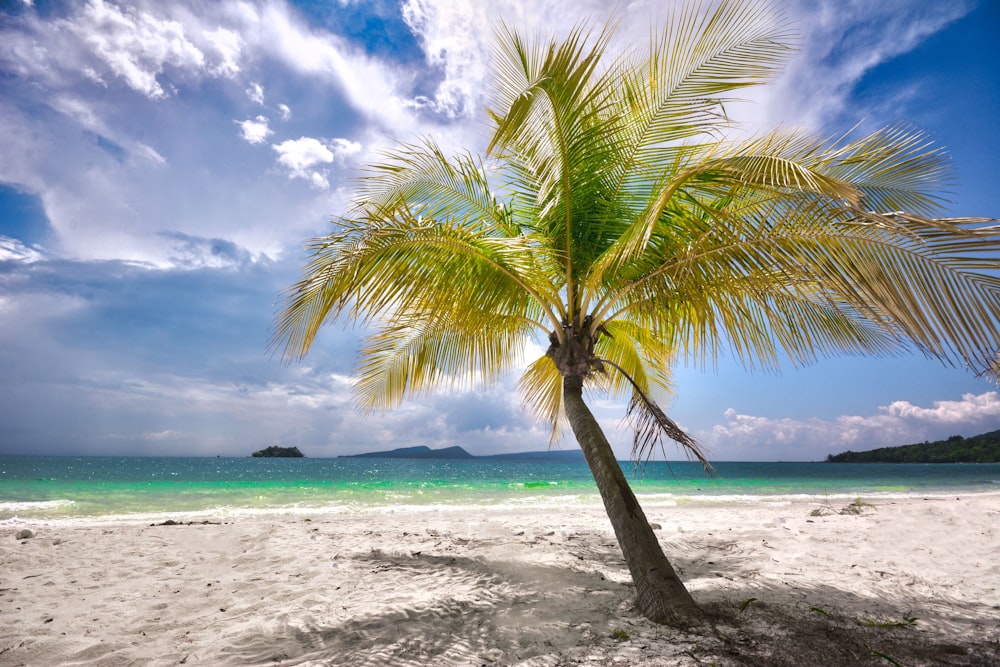 a palm tree on a beach