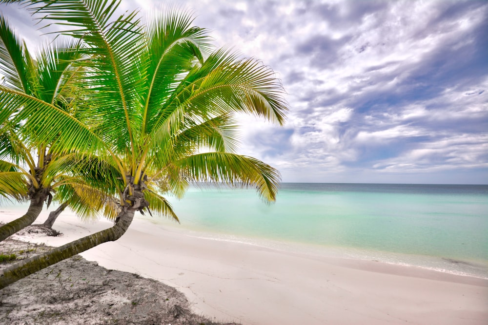 a palm tree on a beach