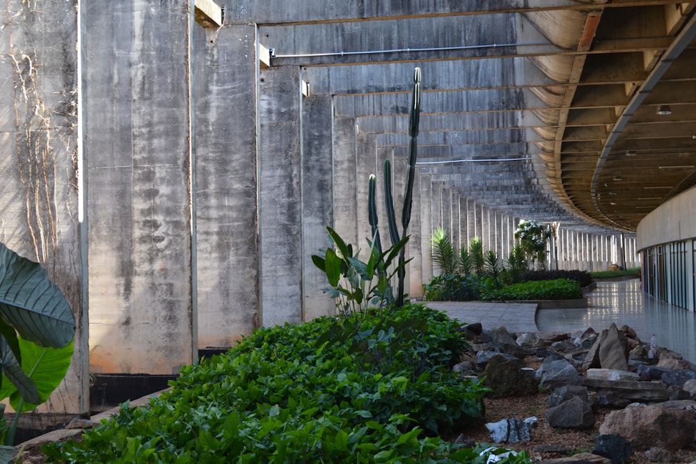 a stone wall with plants and a stone wall