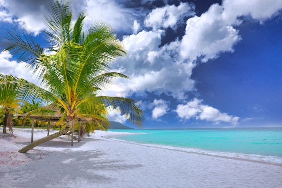 a beach with palm trees and blue water