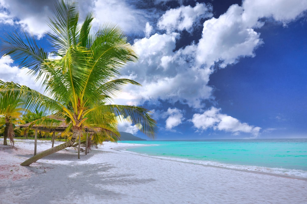 a beach with palm trees and blue water