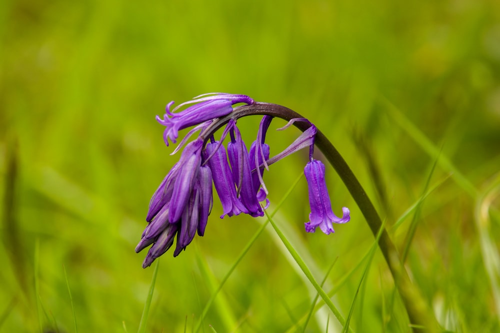 un fiore viola con foglie verdi