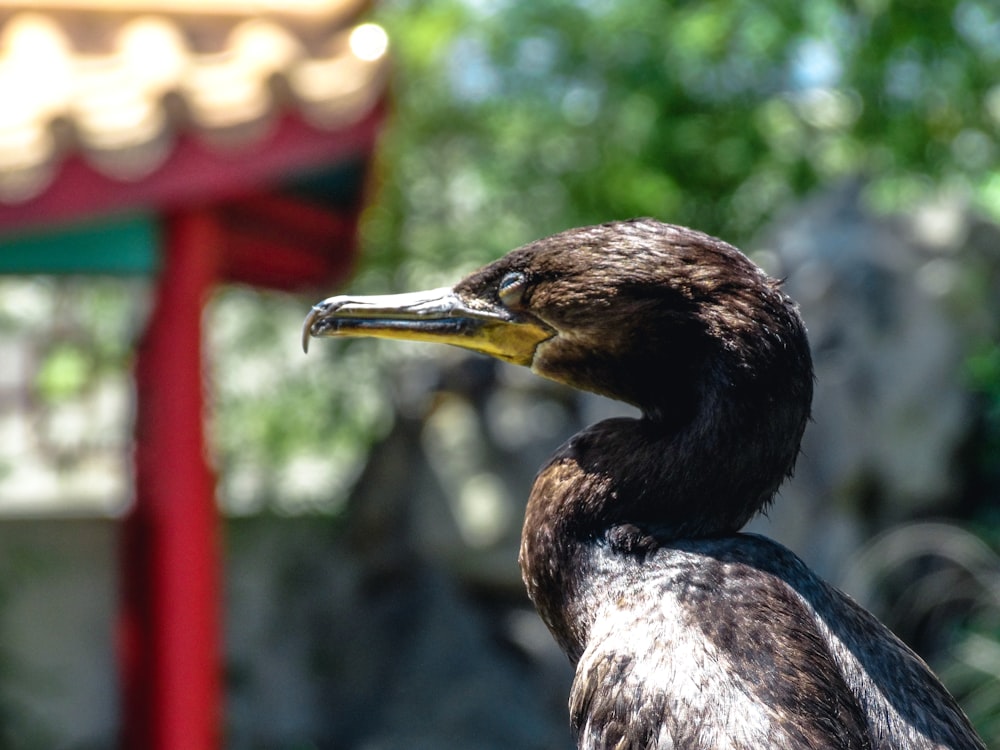 a bird with a long beak