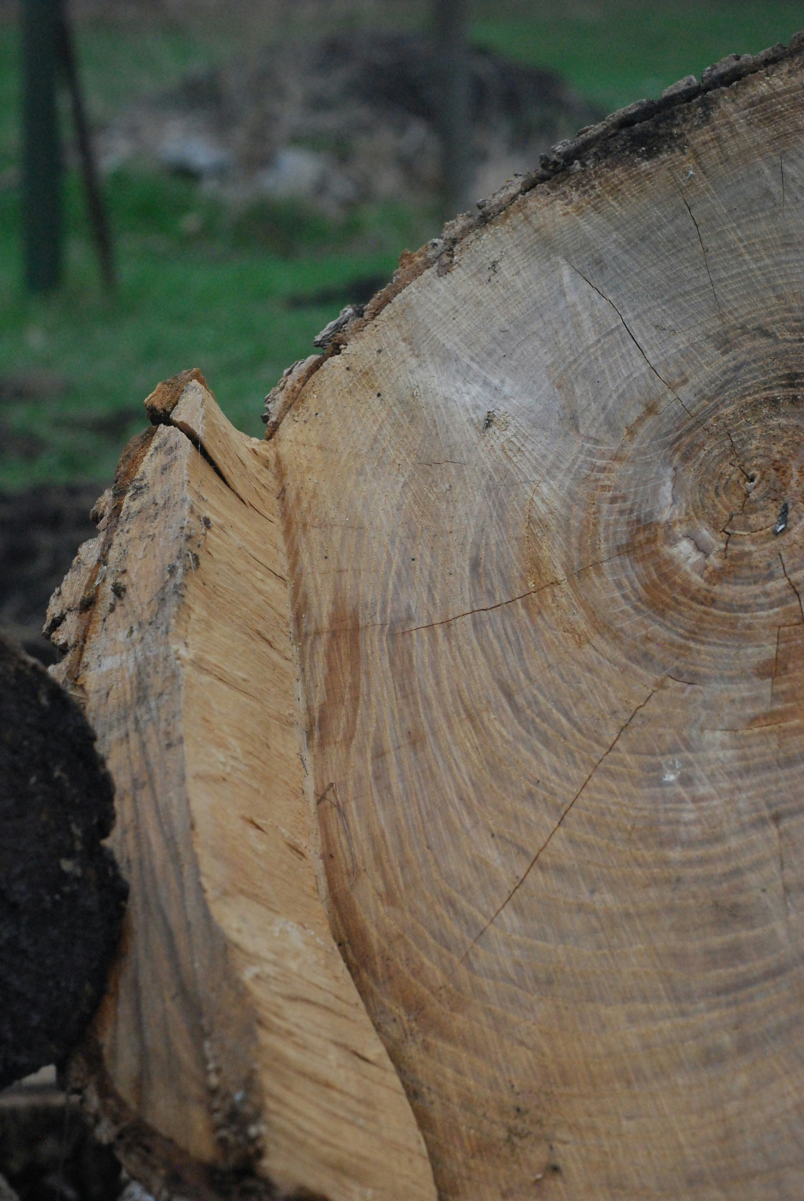 a close up of a tree trunk