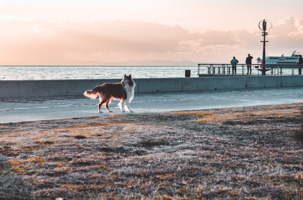 a dog on a beach