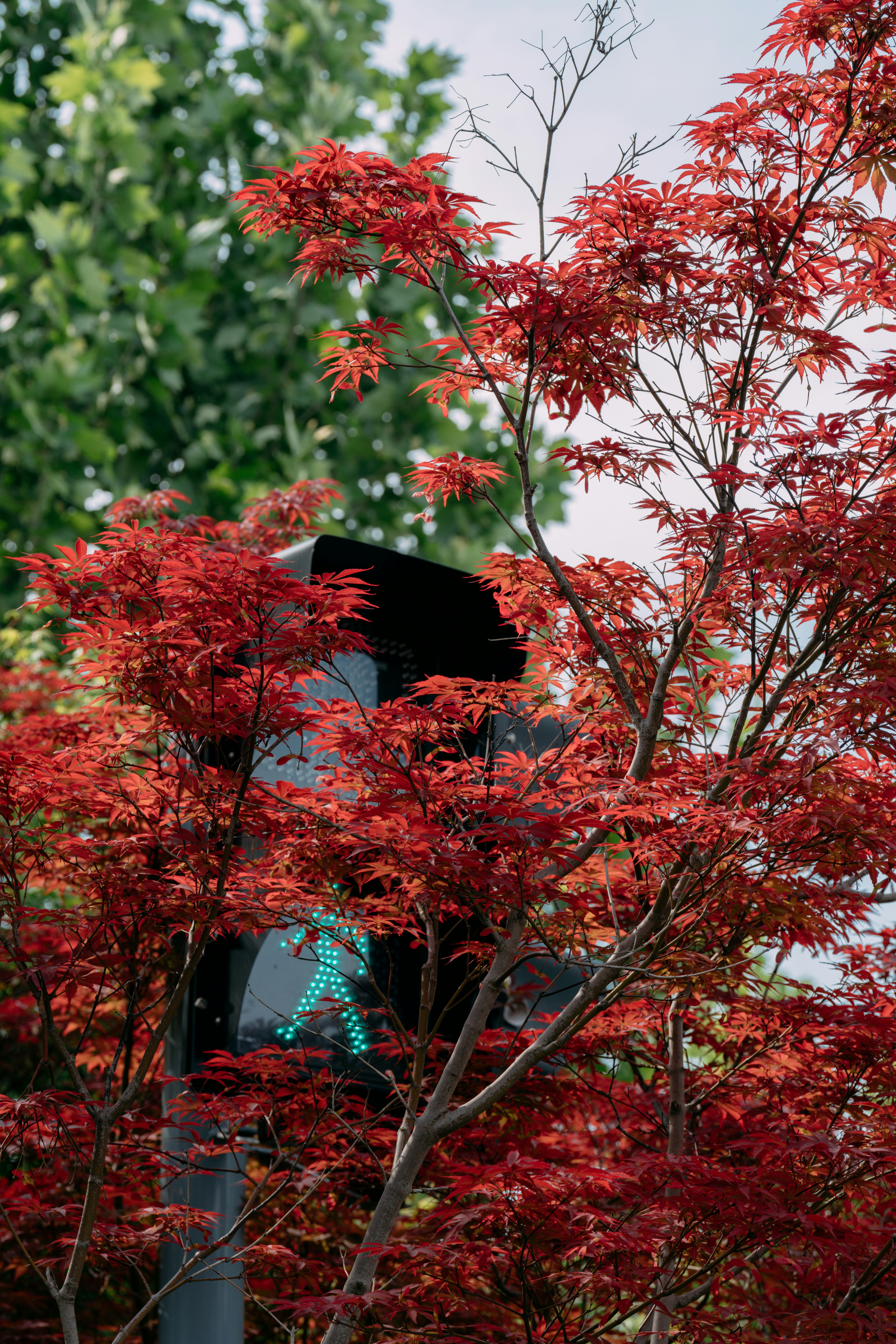 Sasuke Sitting On Tree Wallpaper Pictures | Download Free Images on ...