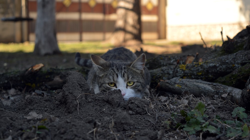 a cat lying on the ground