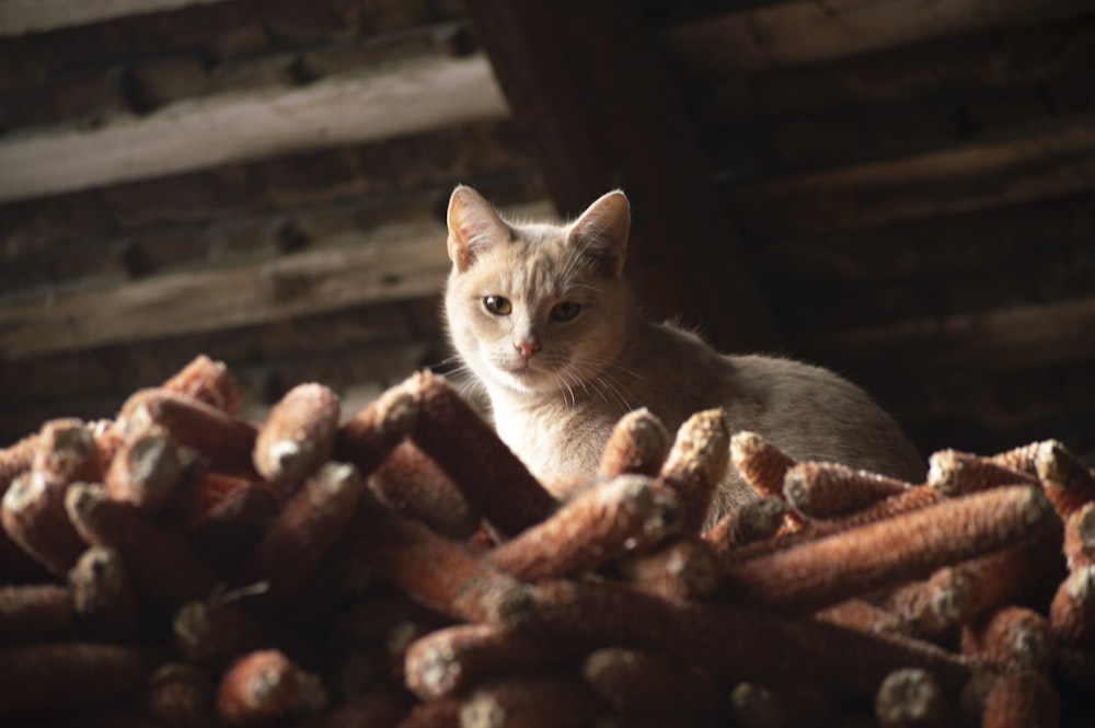 a cat lying on a pile of wood