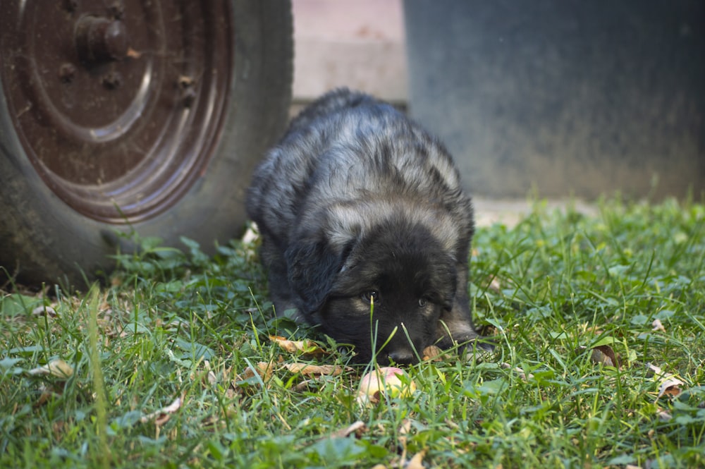 a small rodent eating grass