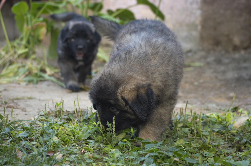 a couple of puppies playing in the grass