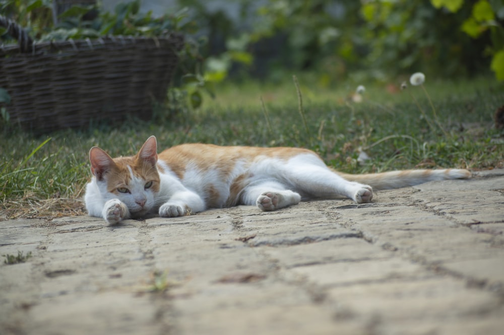 a cat lying on the ground