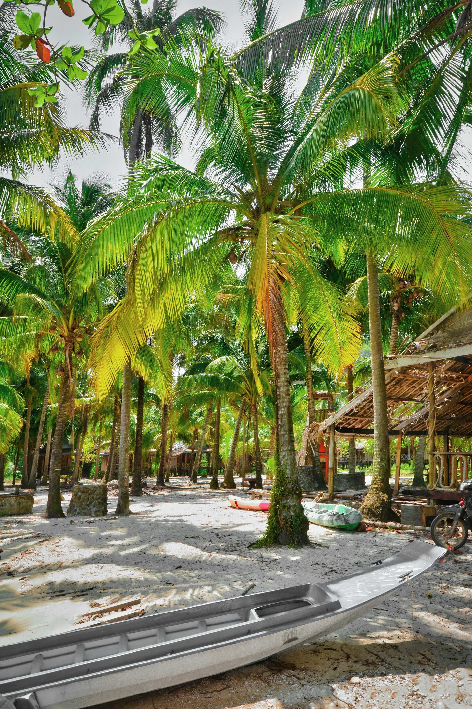 a group of palm trees