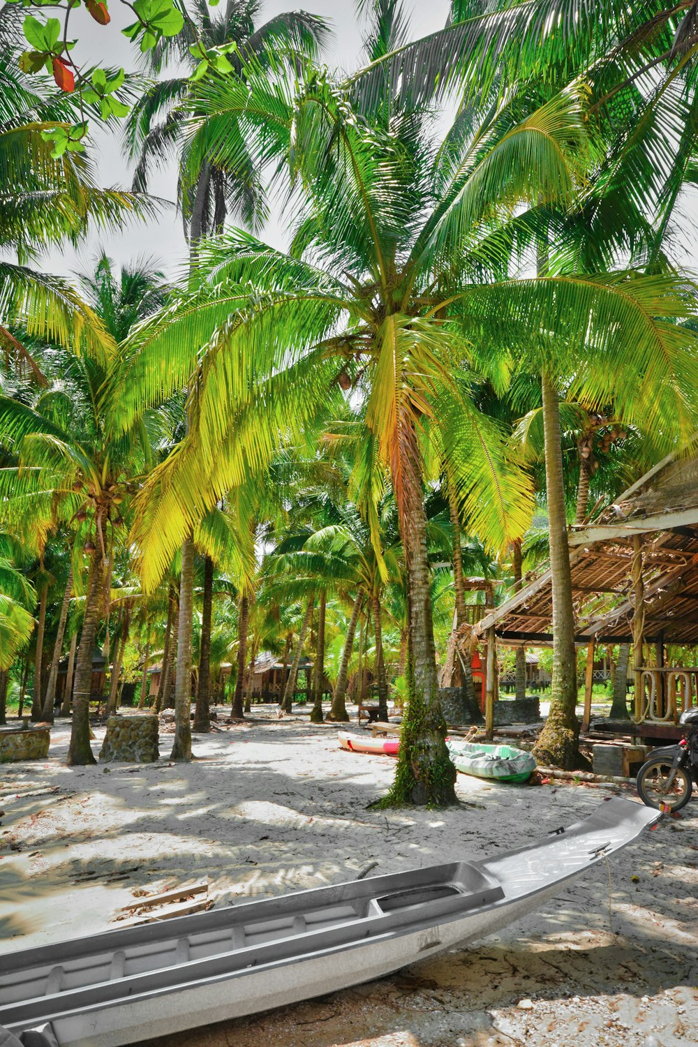 a group of palm trees